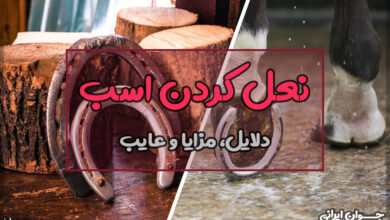 چرا اسب را نعل میکنند؟