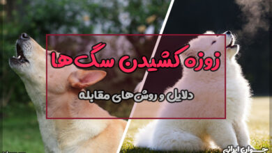 چرا سگ زوزه میکشد؟