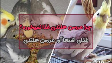 چرا عروس هلندی غذا نمیخورد