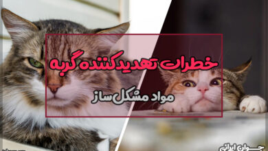 چه چیزی گربه را میکشد؟