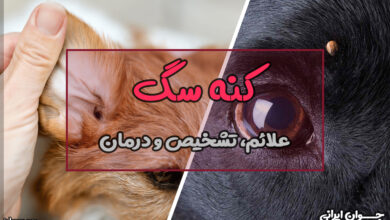 کنه سگ