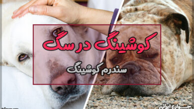 کوشینگ در سگ