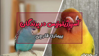 آسپرژیلوزیس در پرندگان