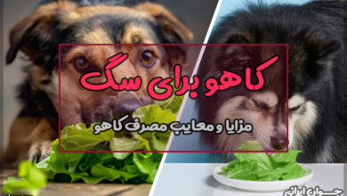 آیا سگ ها می توانند کاهو بخورند؟
