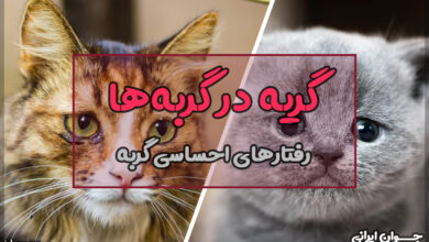 آیا گربه ها گریه میکنند؟