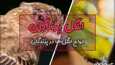 انگل پرندگان
