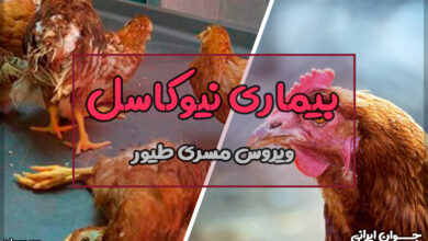 بیماری نیوکاسل