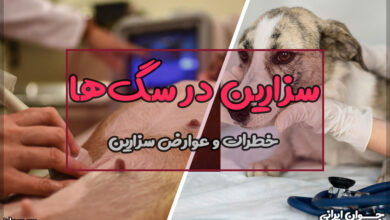 سزارین در سگ ها