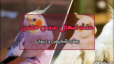 علت اسهال عروس هلندی