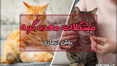 مشکلات معده گربه