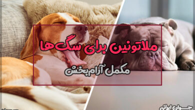 ملاتونین برای سگ ها