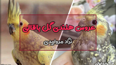 نژاد عروس هلندی گل باقالی