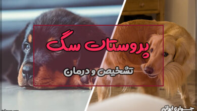 پروستات سگ