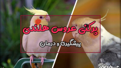 پرکنی عروس هلندی