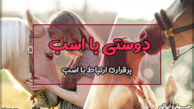 چگونه با اسب دوست شویم؟