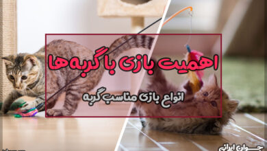 چگونه با گربه بازی کنیم؟