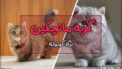 گربه مانچکین