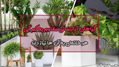 گیاهان آپارتمانی مقاوم به کم آبی