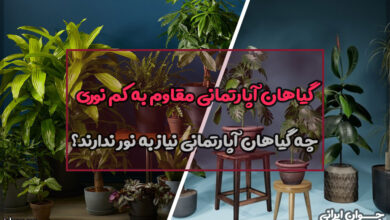 گیاهان آپارتمانی مقاوم به کم نوری