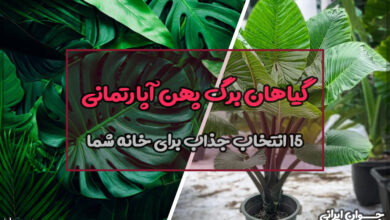 گیاهان برگ پهن آپارتمانی