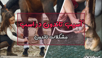 آسیب تاندون در اسب