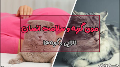 آیا موی گربه باعث نازایی میشود؟