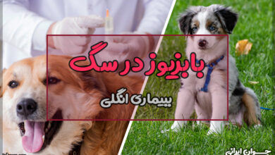 بابزیوز در سگ