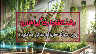 برای رشد گیاهان اپارتمانی چه کنیم