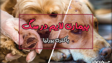 بیماری لایم در سگ