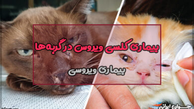 بیماری کلسی ویروس در گربه ها