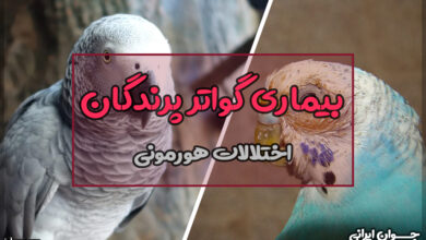 بیماری گواتر پرندگان