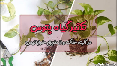 تکثیر گیاه پتوس