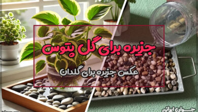 جزیره برای گل پتوس