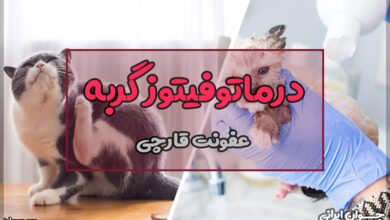 درماتوفیتوز گربه