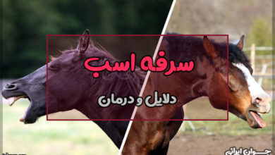 دلیل سرفه اسب