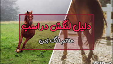 دلیل لنگش در اسب
