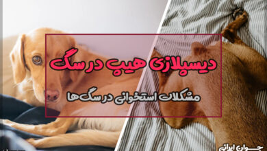 دیسپلازی هیپ در سگ