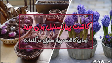زمان کاشت پیاز سنبل در گلدان