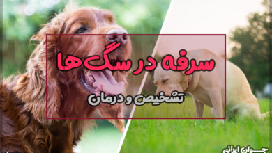 سرفه در سگ ها