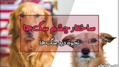 سگ ها دنیا را چه شکلی می بینند؟