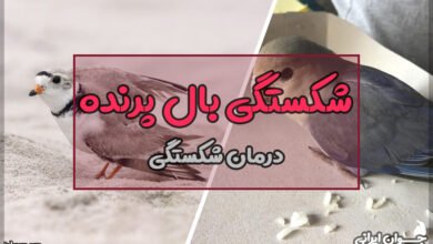 شکستگی بال پرنده