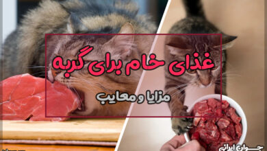 غذای خام برای گربه