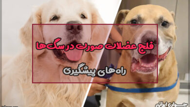 فلج عضلات صورت در سگ ها
