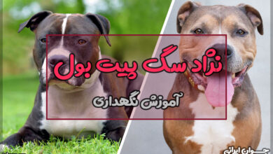 نژاد سگ پیت بول