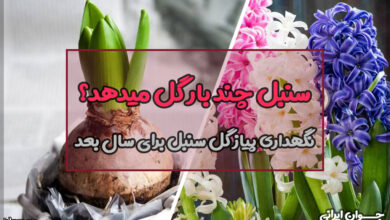 نگهداری پیاز گل سنبل برای سال بعد