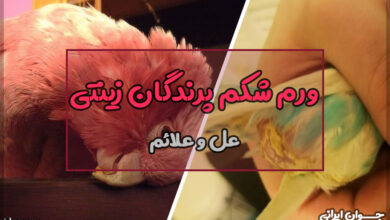 دلایل ورم شکم پرندگان زینتی