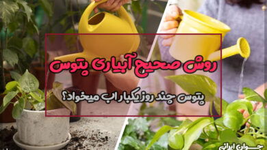 پتوس چند روز یکبار اب میخواد؟