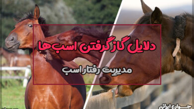 چرا اسب ها گاز میگیرند؟