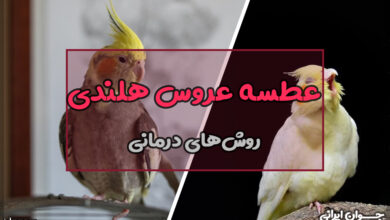 چرا عروس هلندی عطسه میکند؟