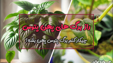 چیکار کنم برگ پتوس پهن بشه؟